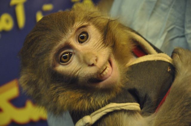 Δύο πίθηκοι σερβίρουν ποτά σε εστιατόριο του Τόκιο